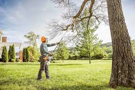 Professional  Tree Services in Pikeville, KY